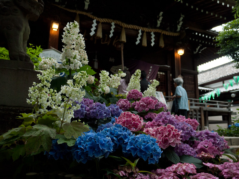 拝殿の前にも紫陽花