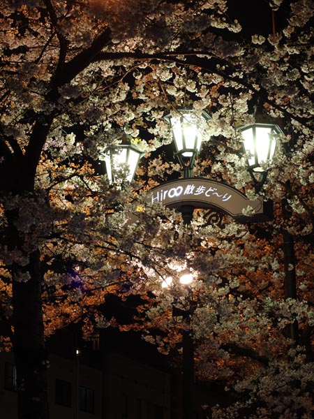 街灯とライトアップで浮かび上がる満開の夜桜